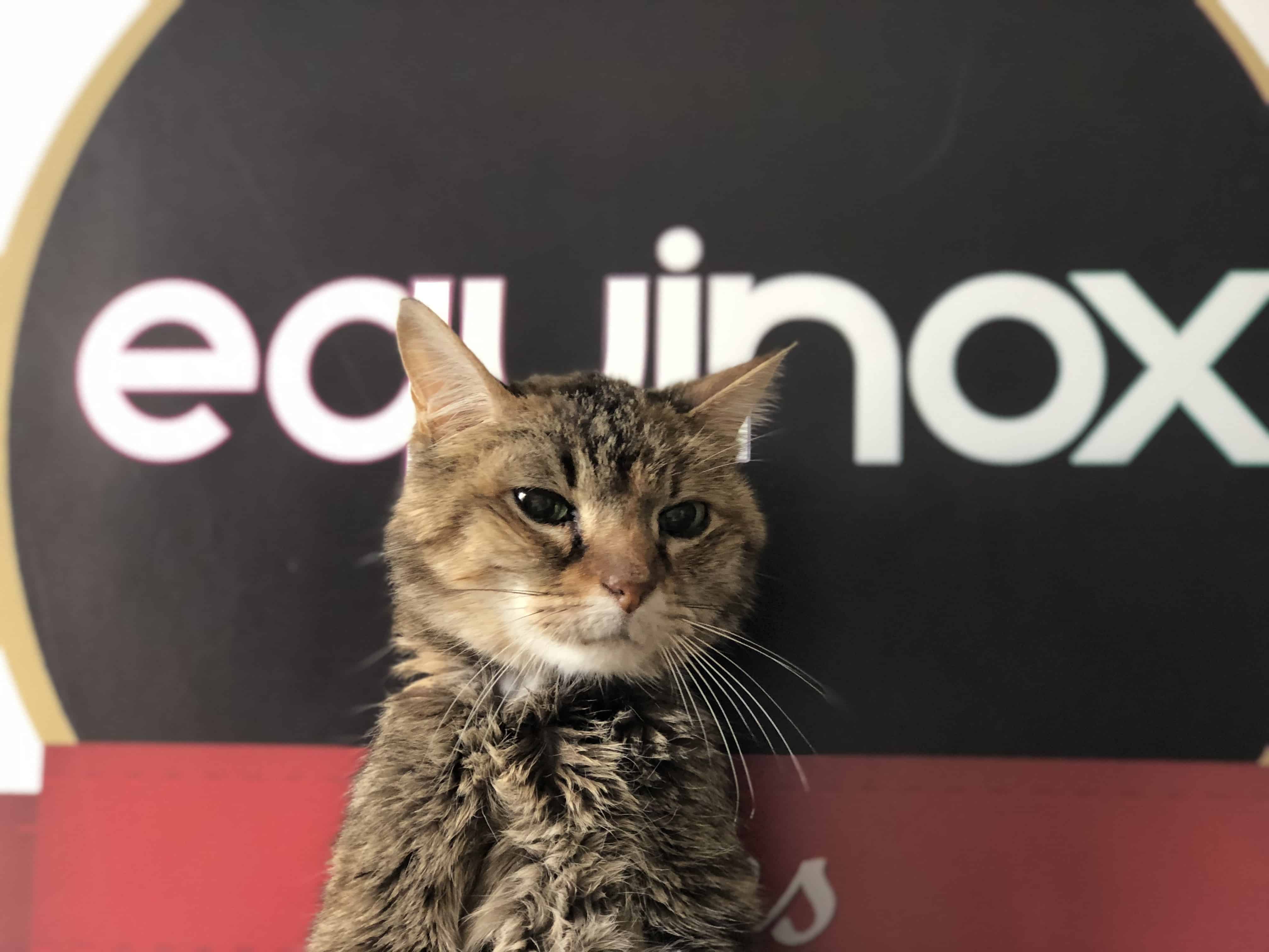 chat-equinox