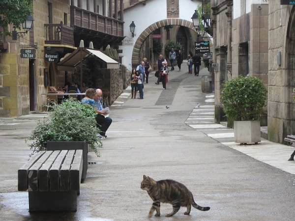 chat barcelona gato