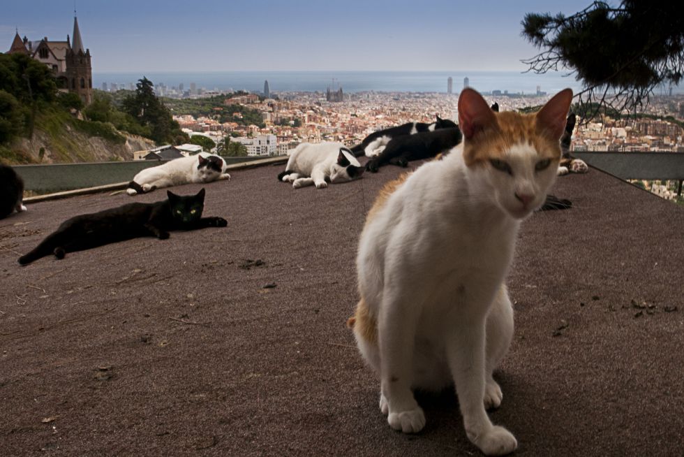 Barcelona-cats-gatos