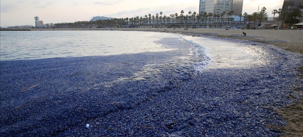 meduses voile barcelone