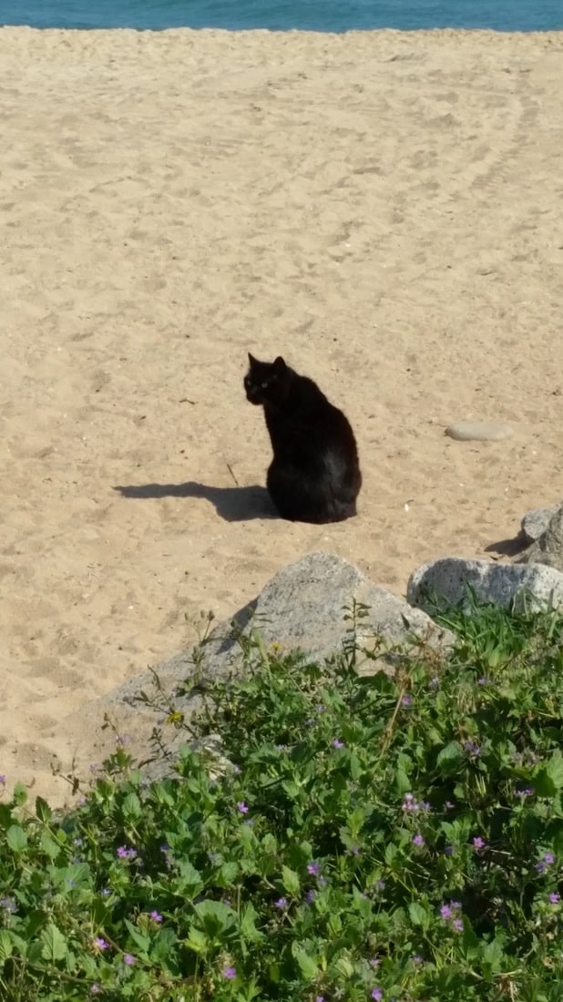 playa-chat