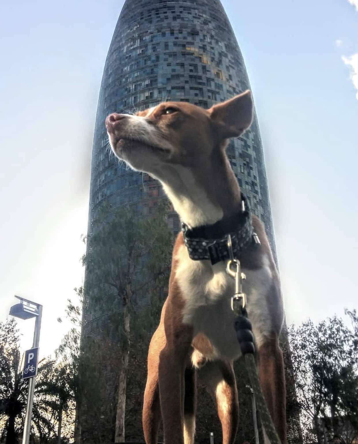 barcelona dog 