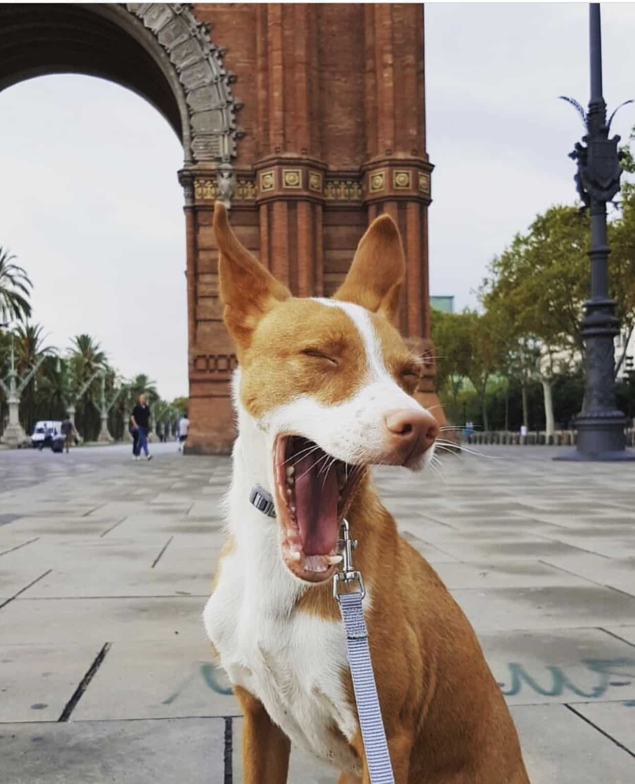 dog-barcelona