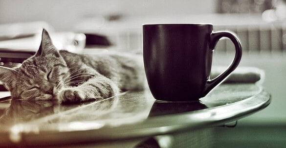 chat mignon bar à chat espagne