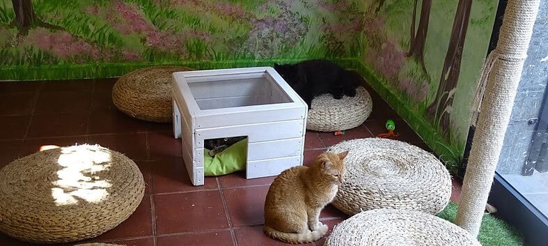 Le seul bar à chats de Barcelone 24 baràchatscouvok