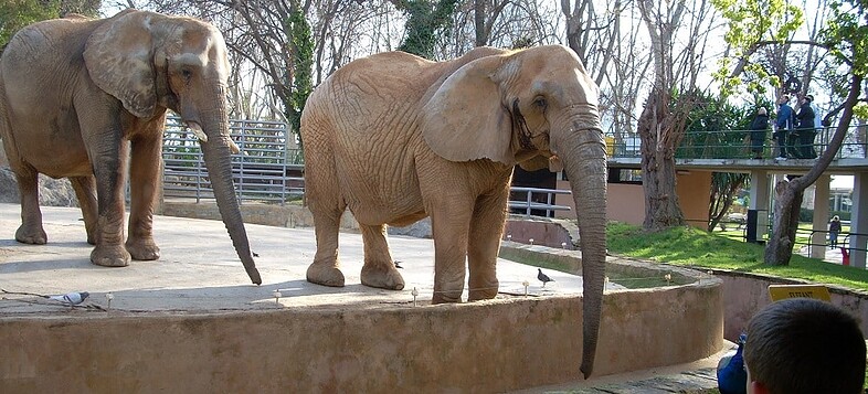 Bientôt un zoo sans éléphants à Barcelone ? 1 éléphants zoo barcelone