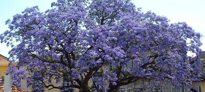 L'arbre le plus écologique du monde planté à Barcelone 1 arbre-ecologique-catalogne-barcelone