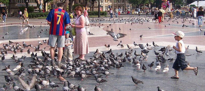 Ada Colau capture et tue plus de 900 pigeons à Plaça Catalunya 1 plaça catalunya wikimedia 2 opt