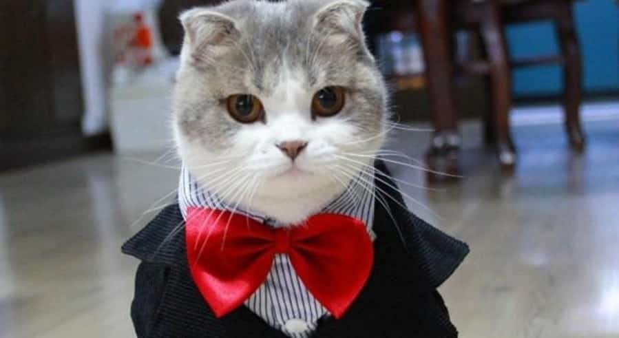 chat costume mariage