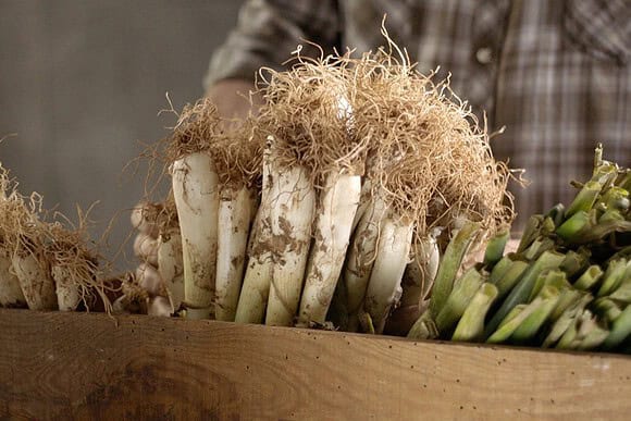 13.calçots