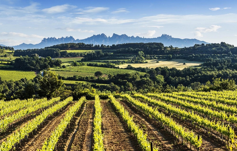 penedes vignes catalogne