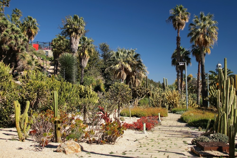jardins cactus