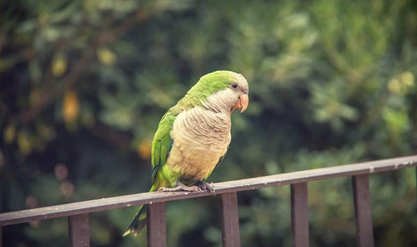 type oiseau barcelone