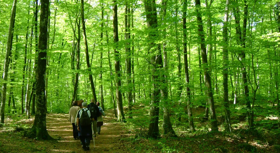 forêt catalogne