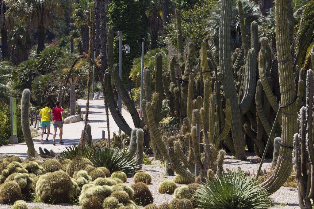 jardin aux cactus de Barcelone