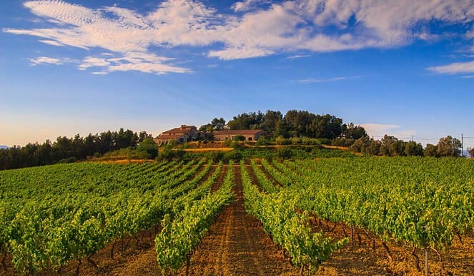 La fabuleuse route des vins et cavas en Catalogne 6 vins et cavas en Catalogne