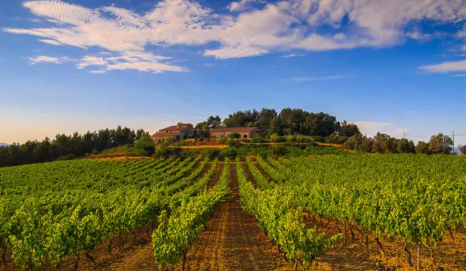 vins et cavas en Catalogne