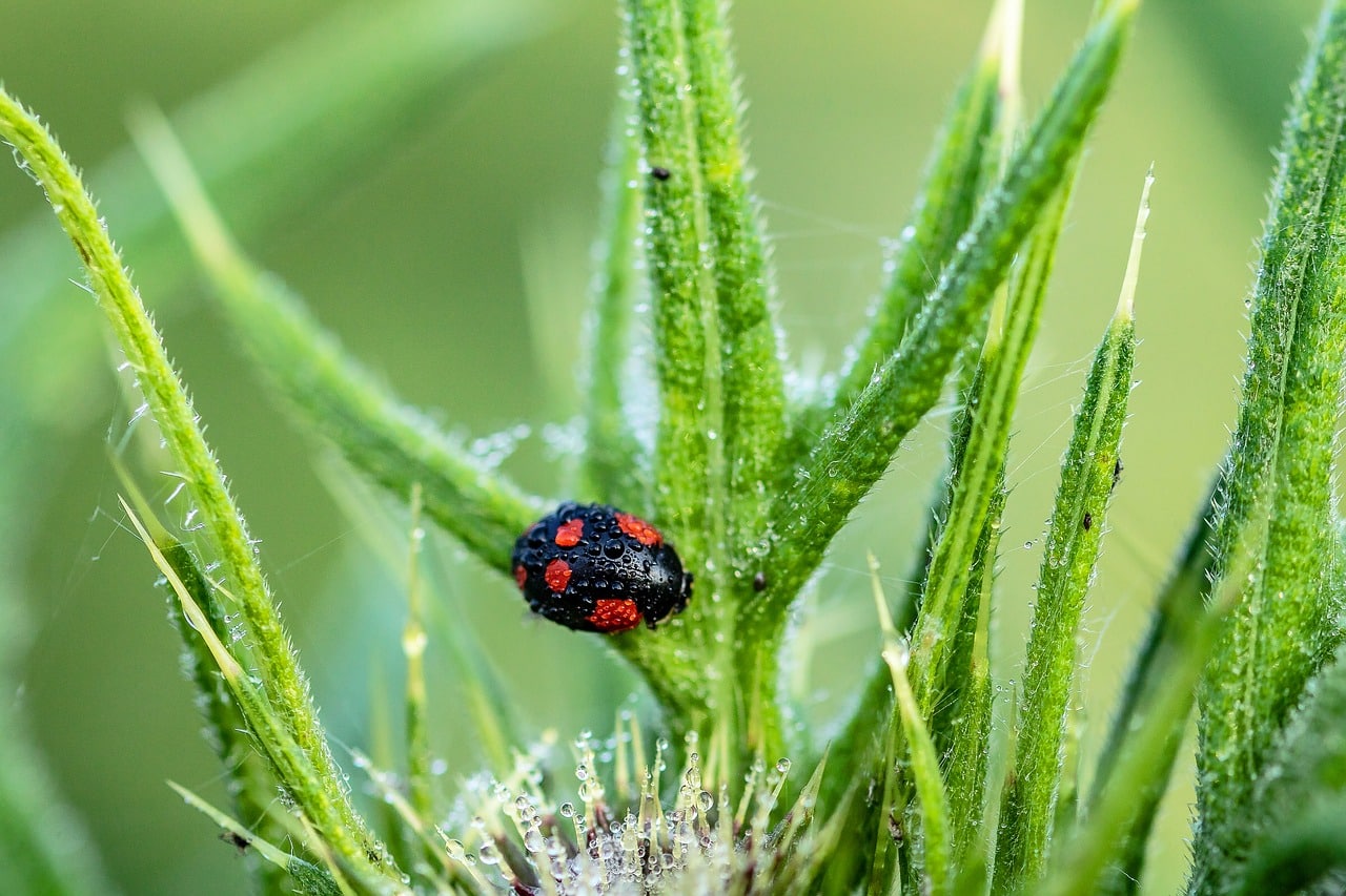 coccinelle barcelone