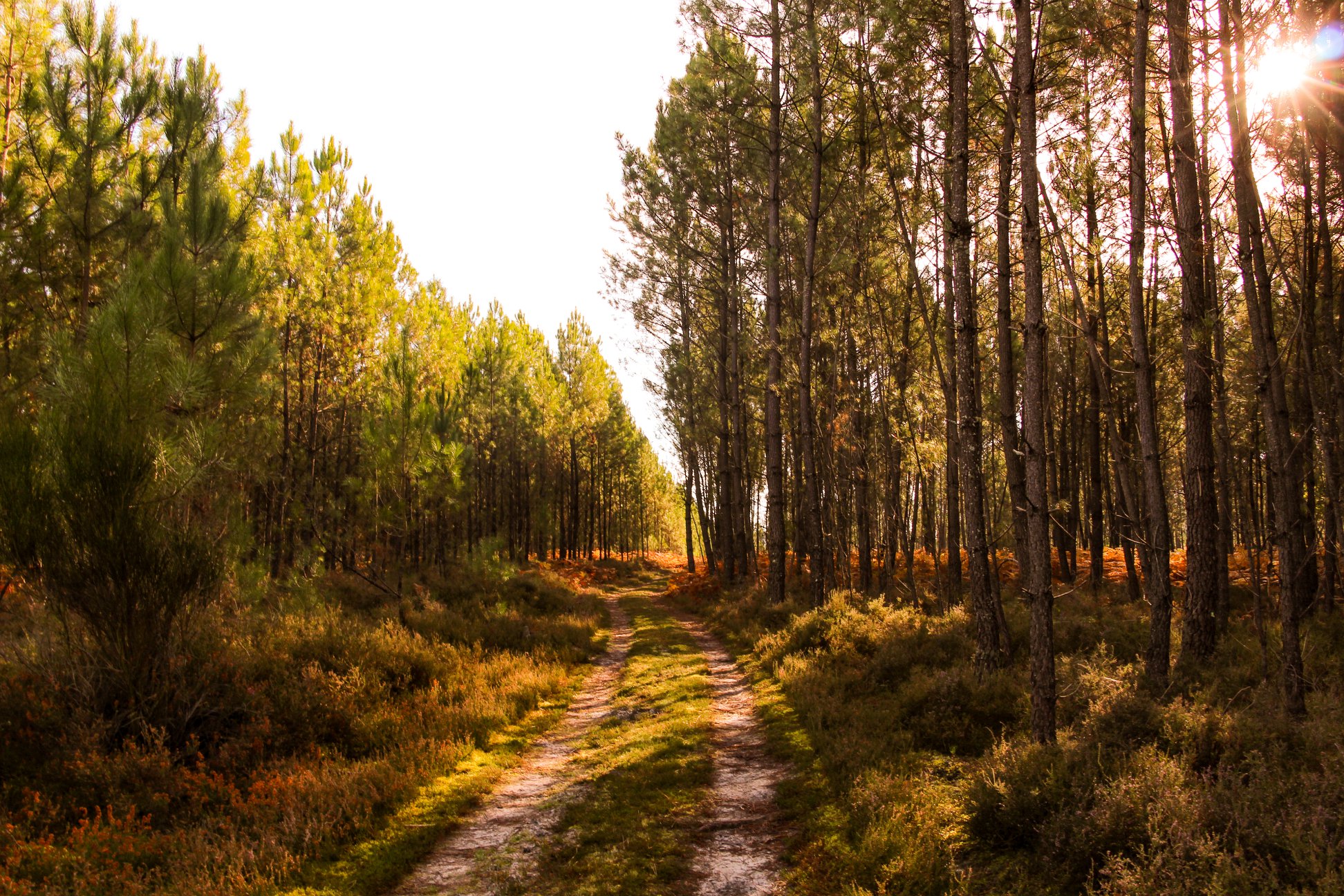 visiter les landes 