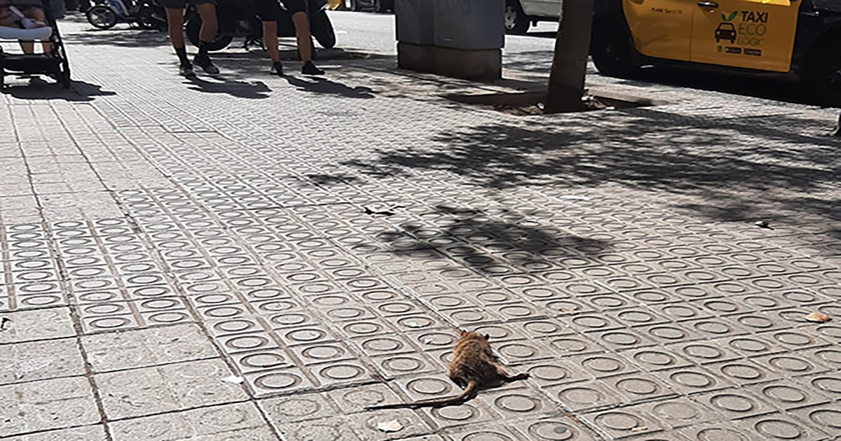Rats, cafards et moustiques prolifèrent à Barcelone