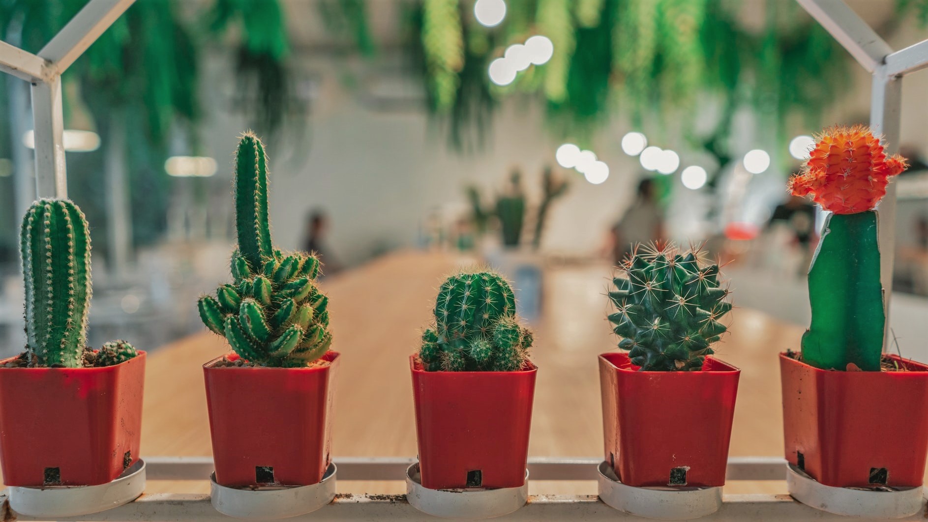 Plantes à Barcelone