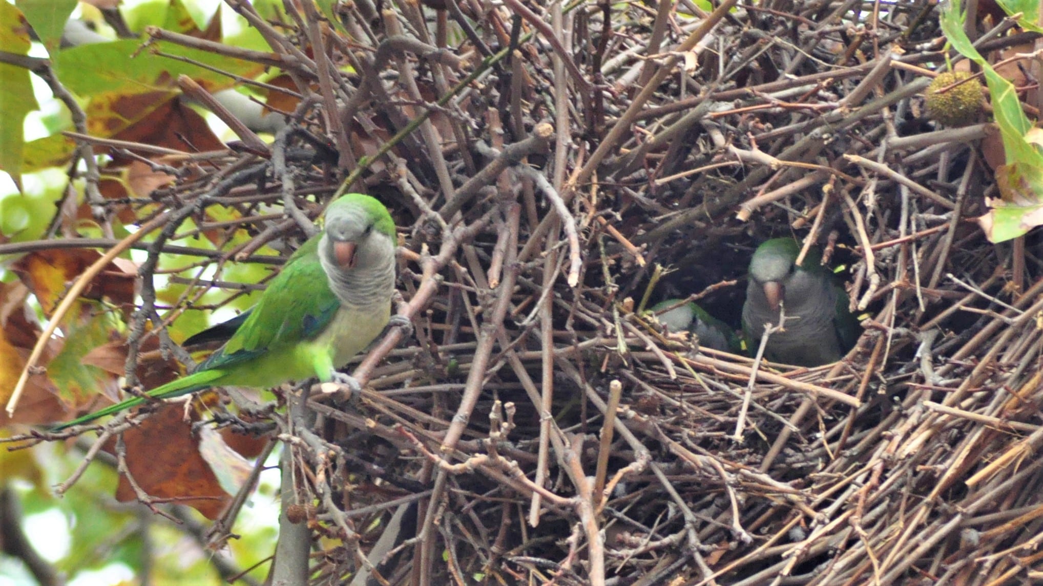 Perruches vertes oiseaux faune animaux nid Photo Ajuntament