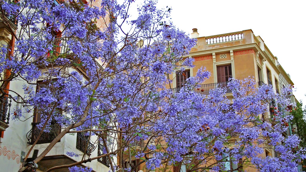 arbres barcelone changement climatique