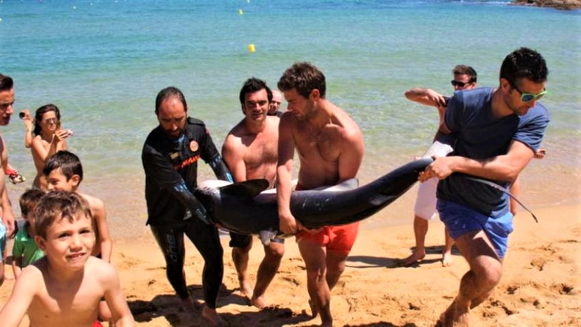 Requin plage Lloret de Mar Catalogne Photo La Vanguardia