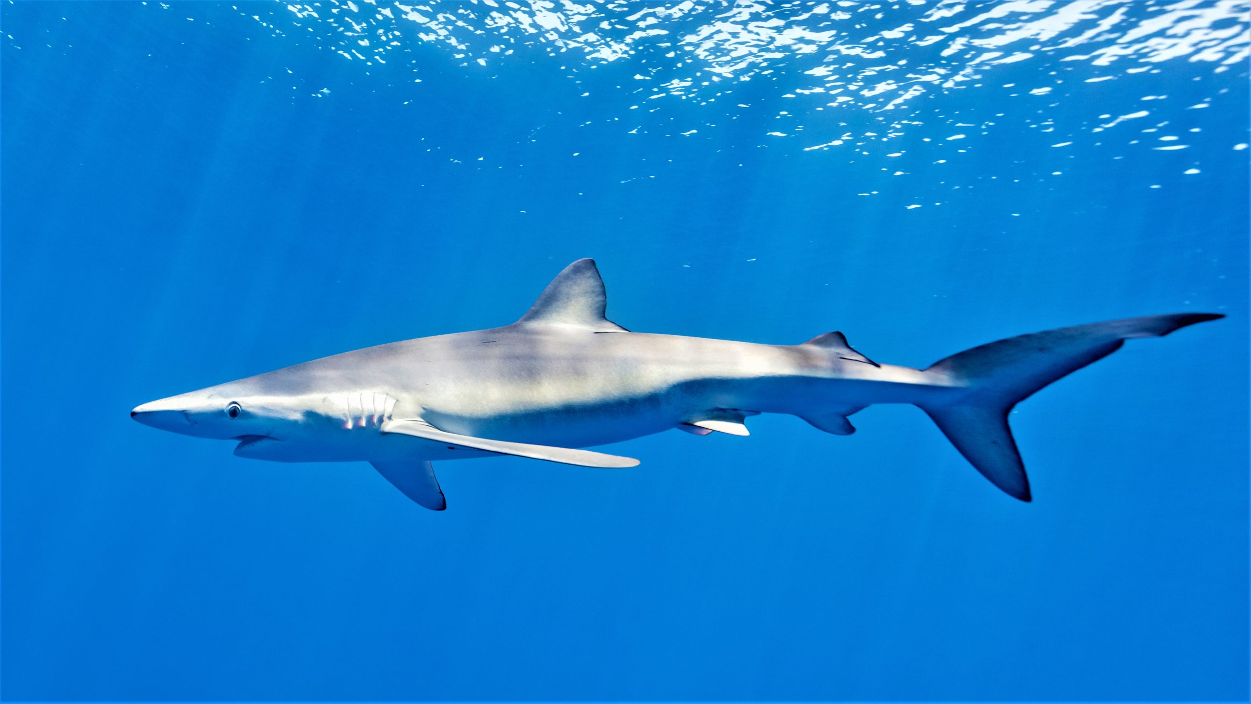 Alerte sur les plages méditerranéennes : les 10 espèces de requins les plus  communes en Méditerranée !