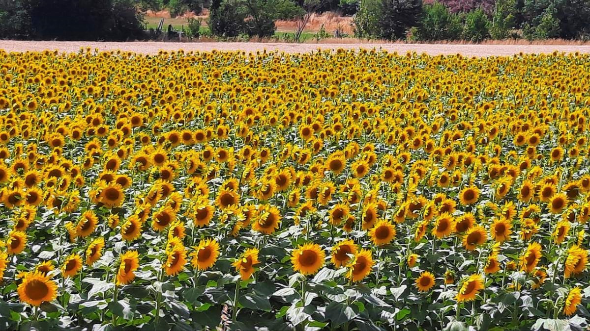 escapade tournesols catalogne