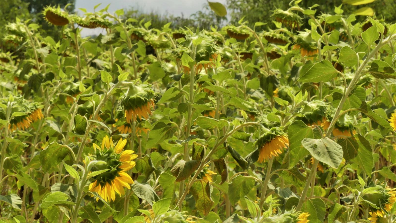 escapade tournesols catalogne