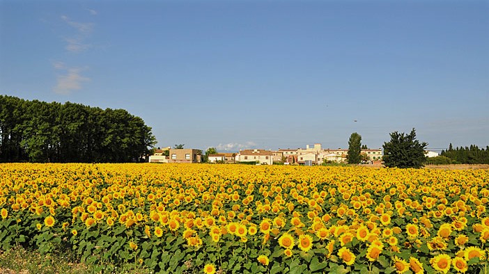 escapade tournesols catalogne