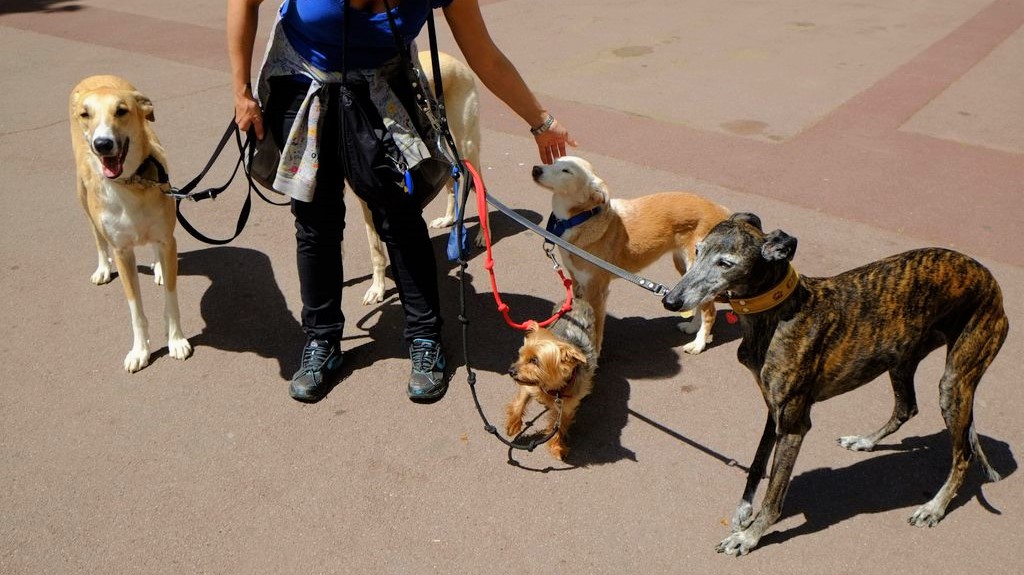 fête du chien barcelone