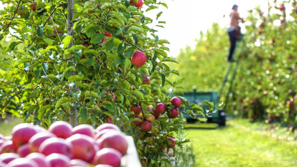 Pommes vergers fruits agriculture