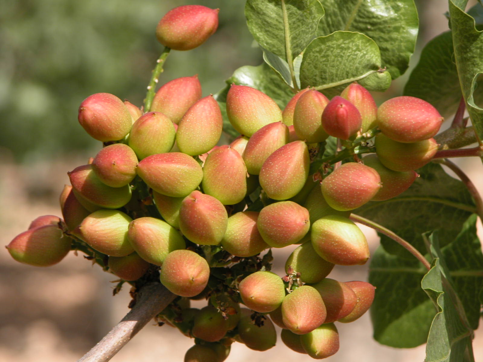 Pistaches Or Vert Espapgne Catalogne