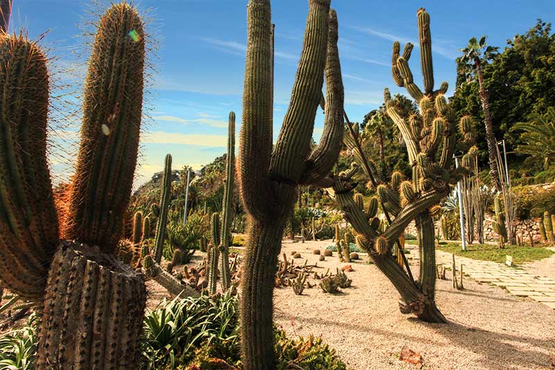 Jardin Cactus Barcelone101