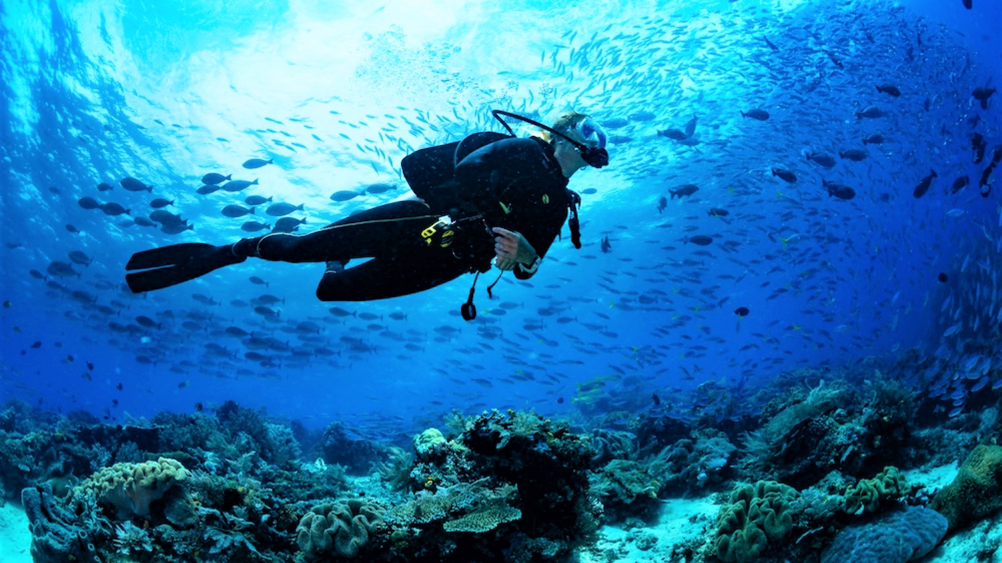 Plongee sous marine mer Vilanova i la Geltru Photo Saphira Dive