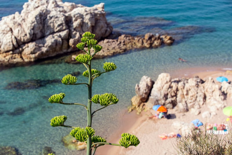 calella maresme