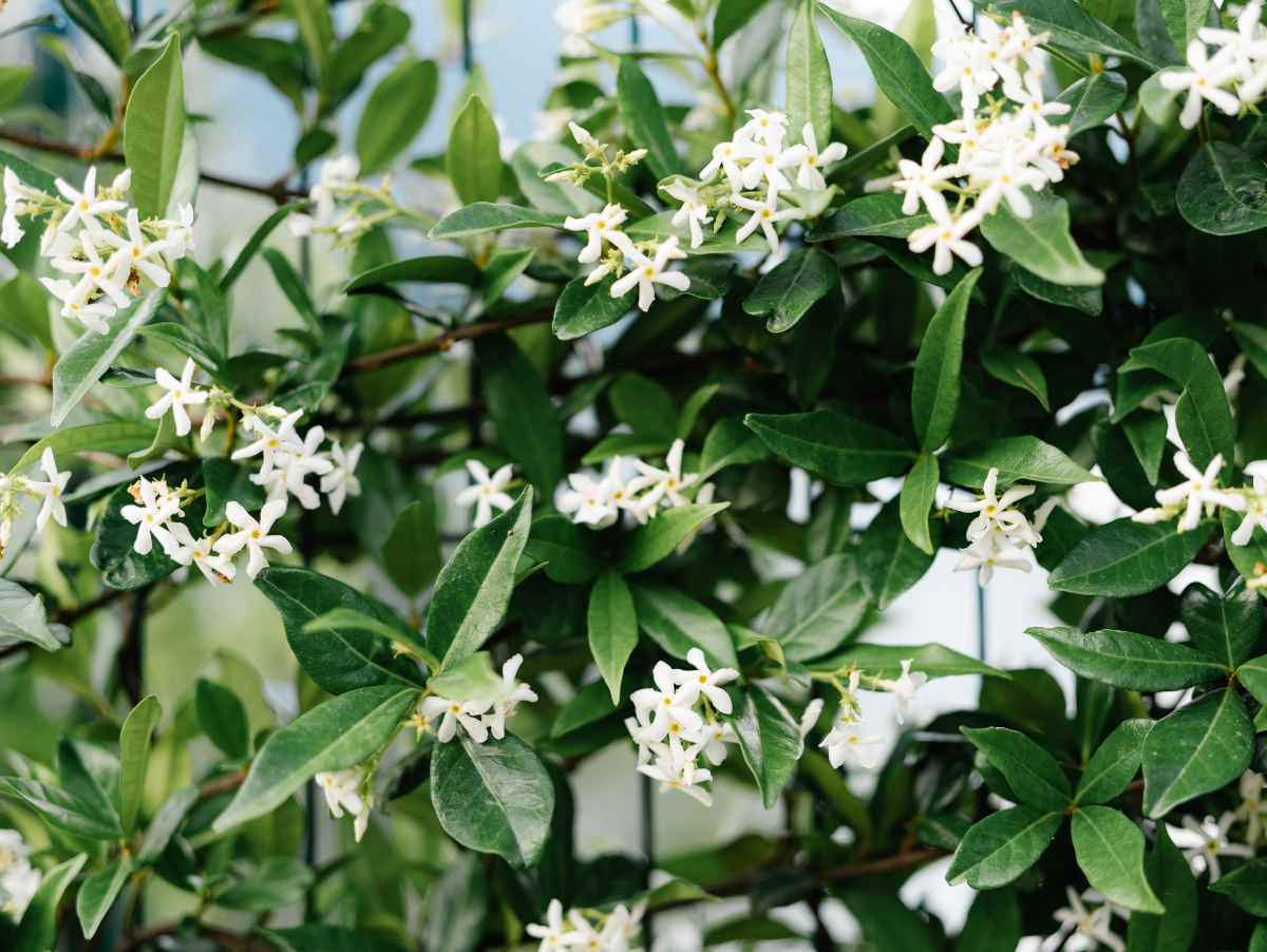Jasmin etoile
