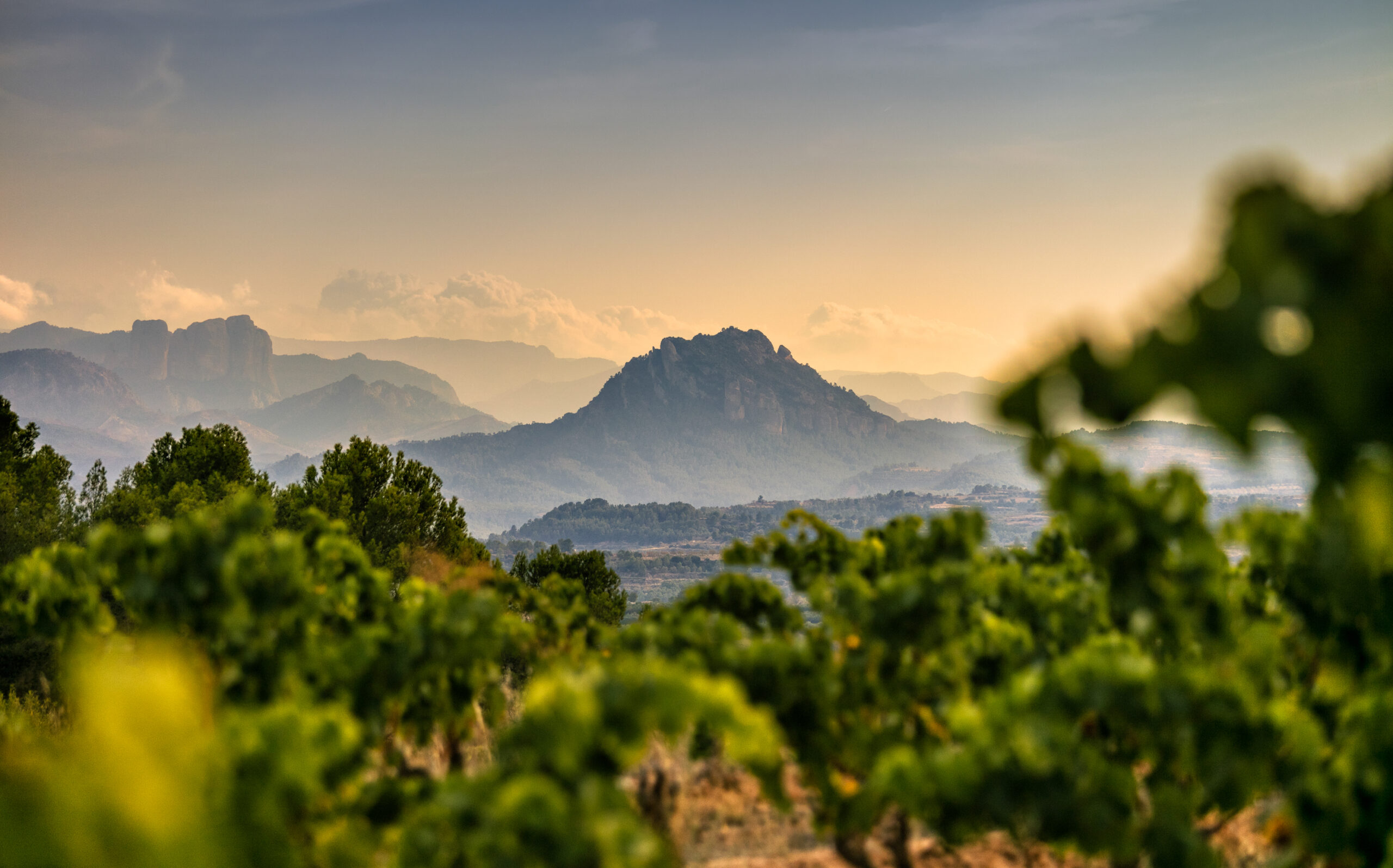 vignes catalogne buena ruta