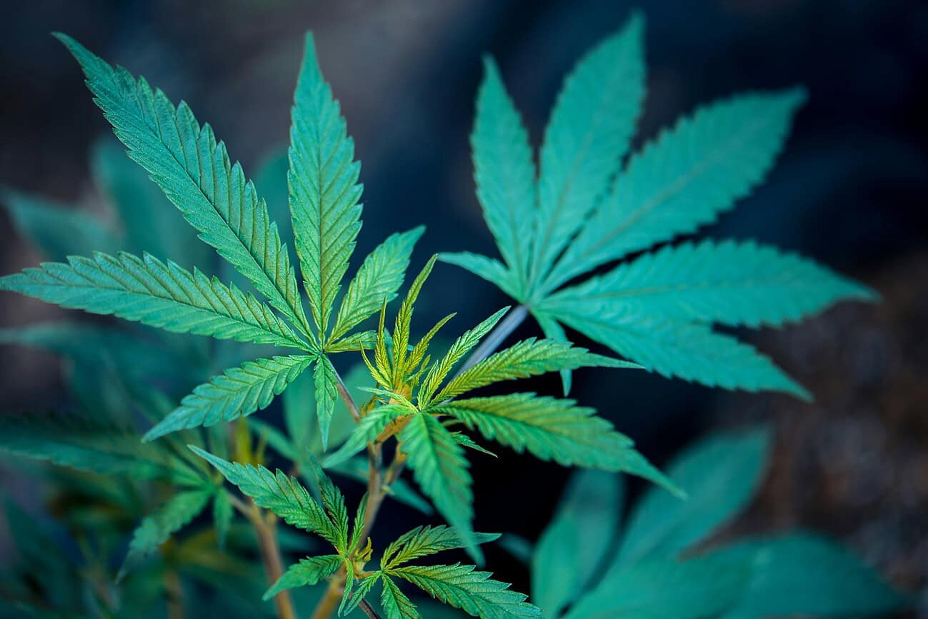 Plante de cannabis en pleine croissance, illustrant la tendance à l'autoproduction à domicile suite à la fermeture des clubs de cannabis en Espagne.
