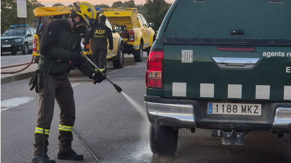 Épidémie de peste porcine