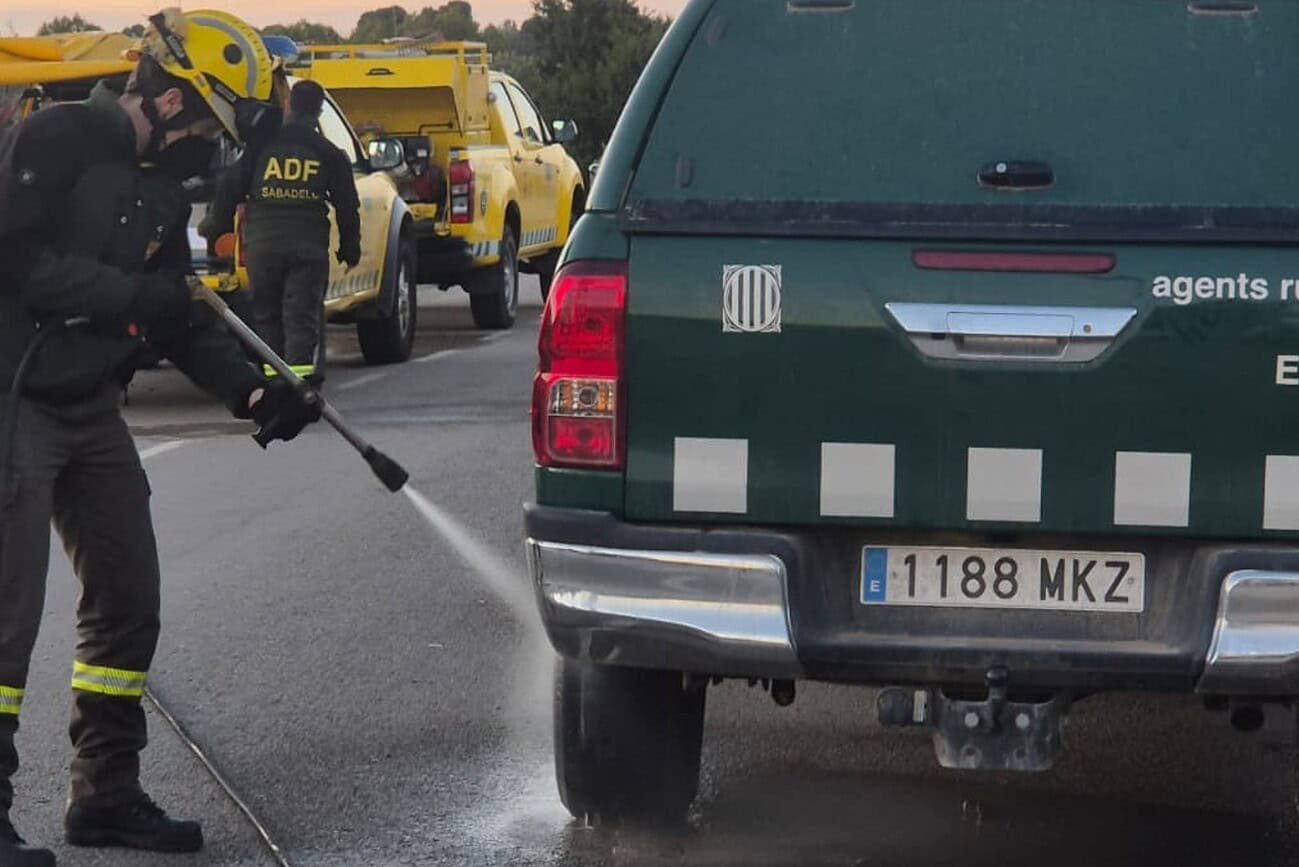 Épidémie de peste porcine en Catalogne : l'armée en renfort 1 Épidémie de peste porcine