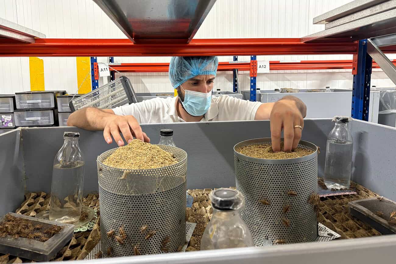 Du grillon dans nos assiettes ? Des Catalans relèvent le défi 5 Technicien en laboratoire manipulant des grillons pour une étude culinaire ou alimentaire, dans un environnement contrôlé avec des échantillons et des équipements de laboratoire.