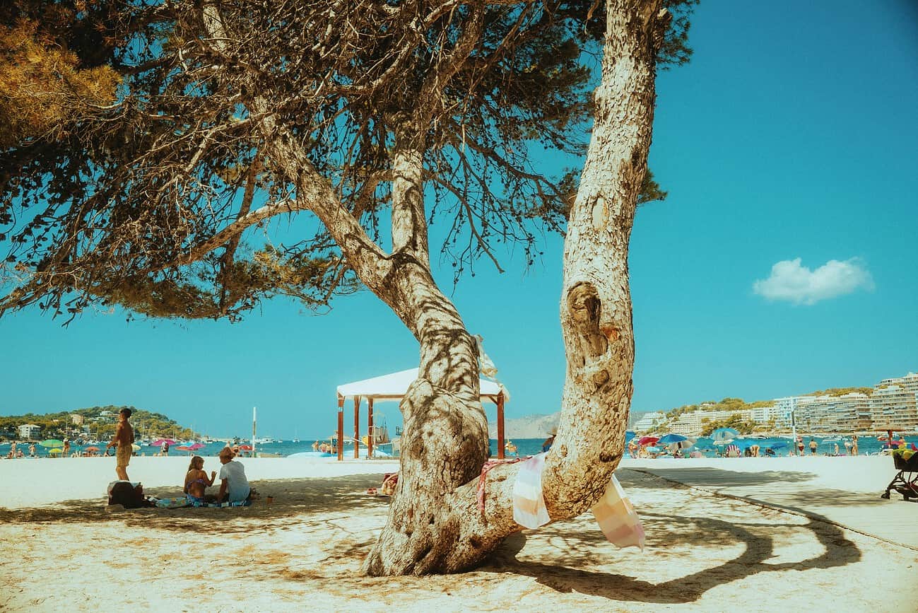 Arbre ombragé sur la plage de Sant Sebastià, idéale pour une journée détente au bord de la mer, avec vue sur la mer et activités balnéaires à proximité.