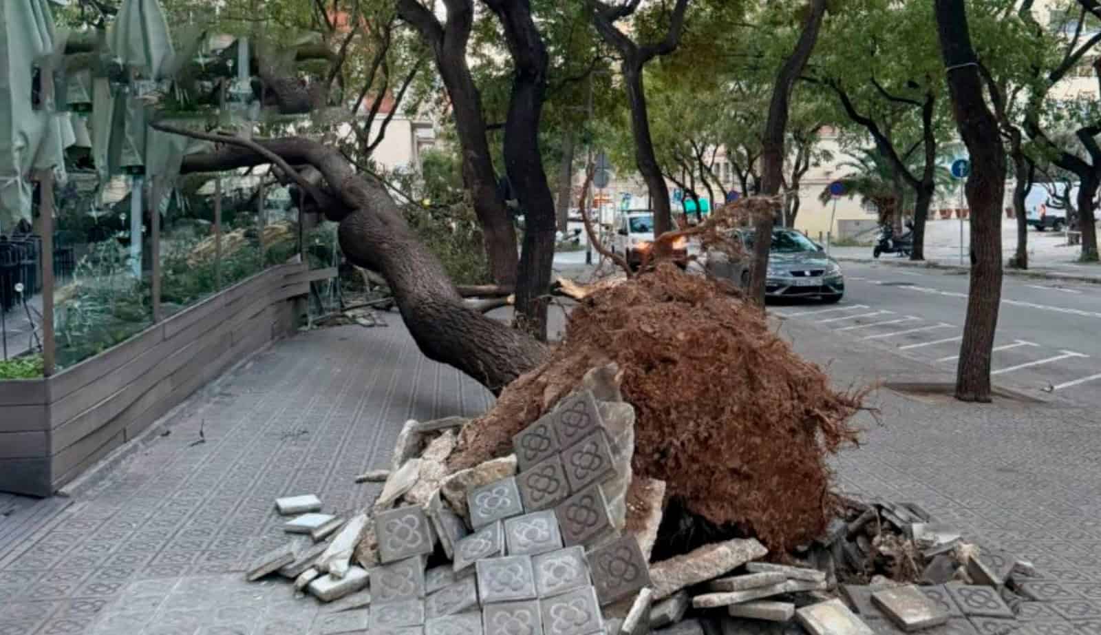 Vols annulés, blessés, canapé volant : les premiers dégâts de la tempête Nils à Barcelone 9 WhatsApp Image 2026 02 12 at 10.04.05