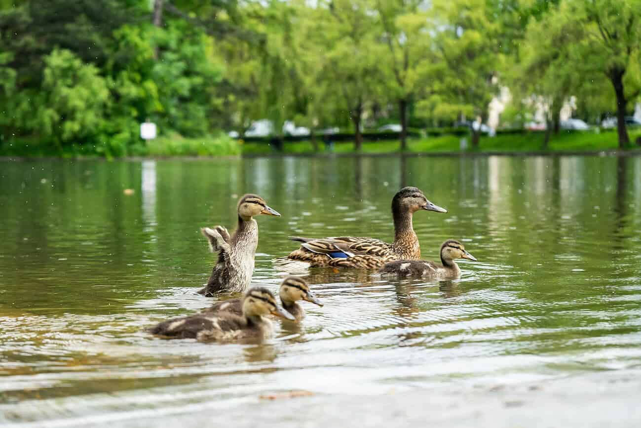 Canards nageant dans un parc de Barcelone au printemps.