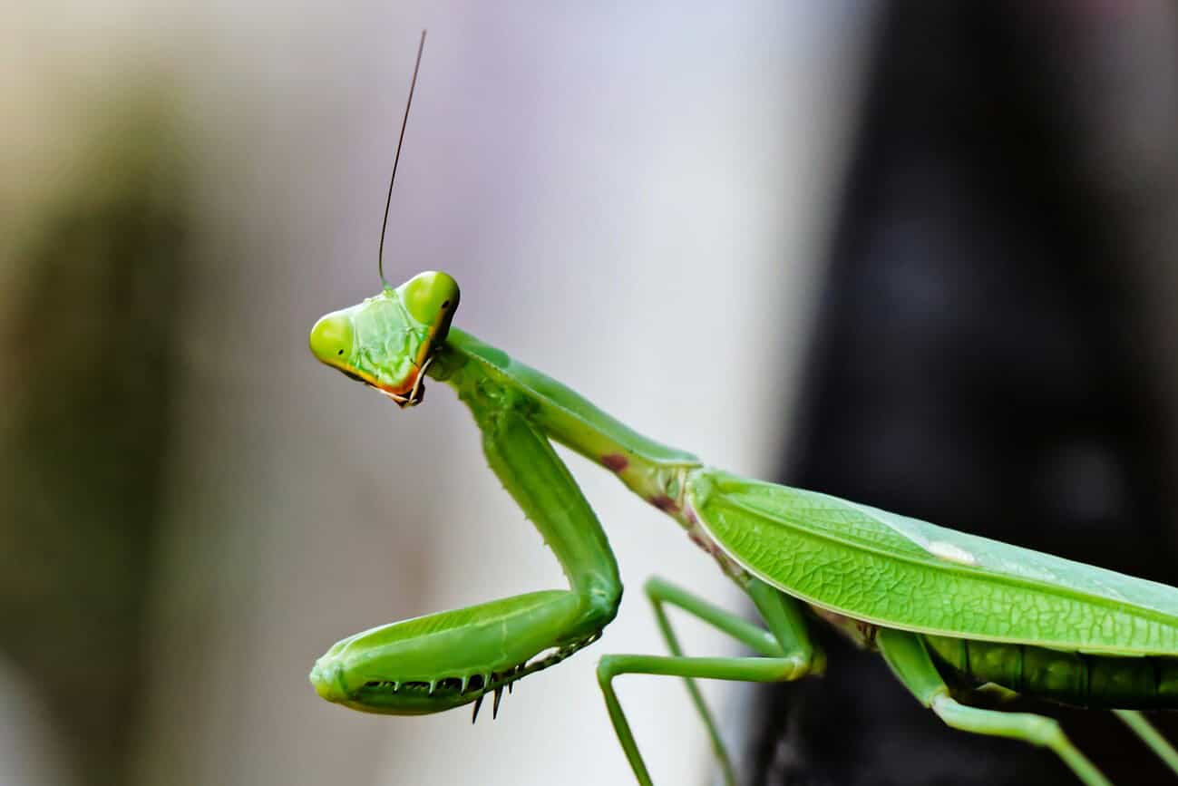 Espèce invasive : les mantes asiatiques arrivent en Espagne 4 Mante religieuse verte, espèce invasive arrivée en Espagne, illustrée dans un environnement naturel.