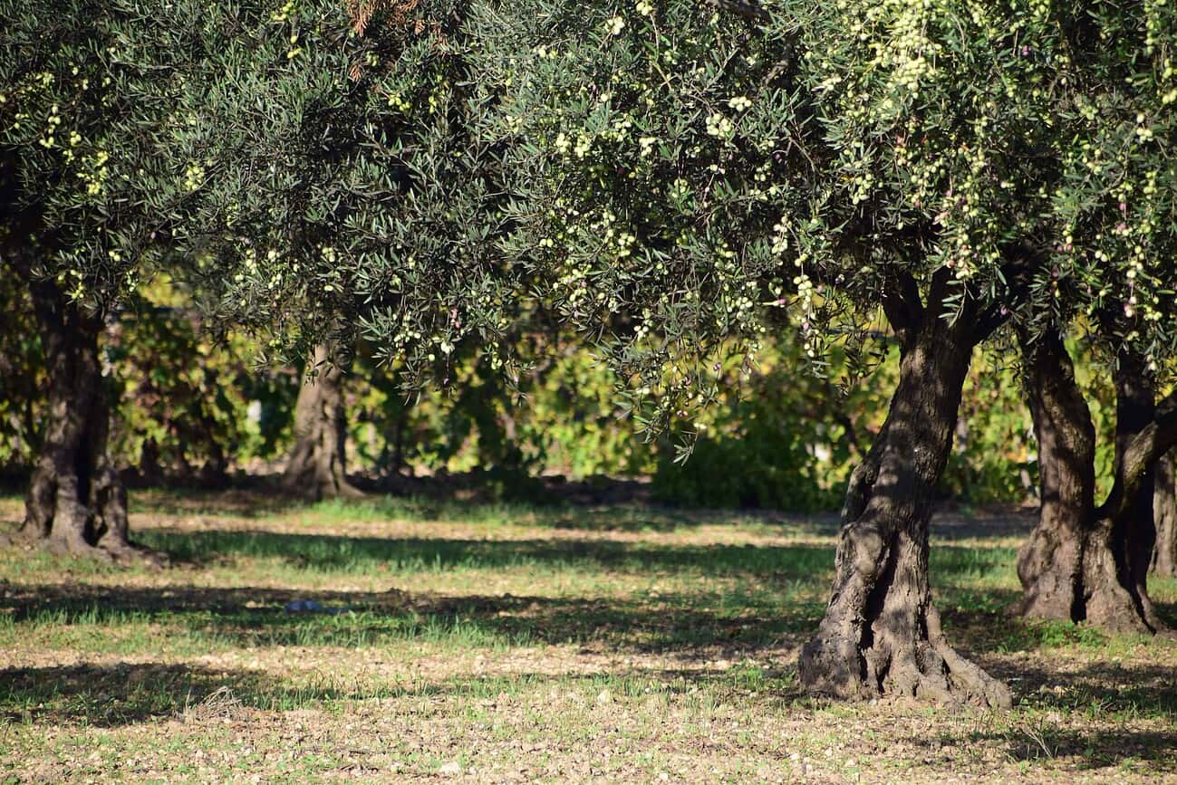 Oliviers anciens dans un verger à Barcelone, symbole de renaissance agricole et de production d'huile d'olive artisanale dans la région.