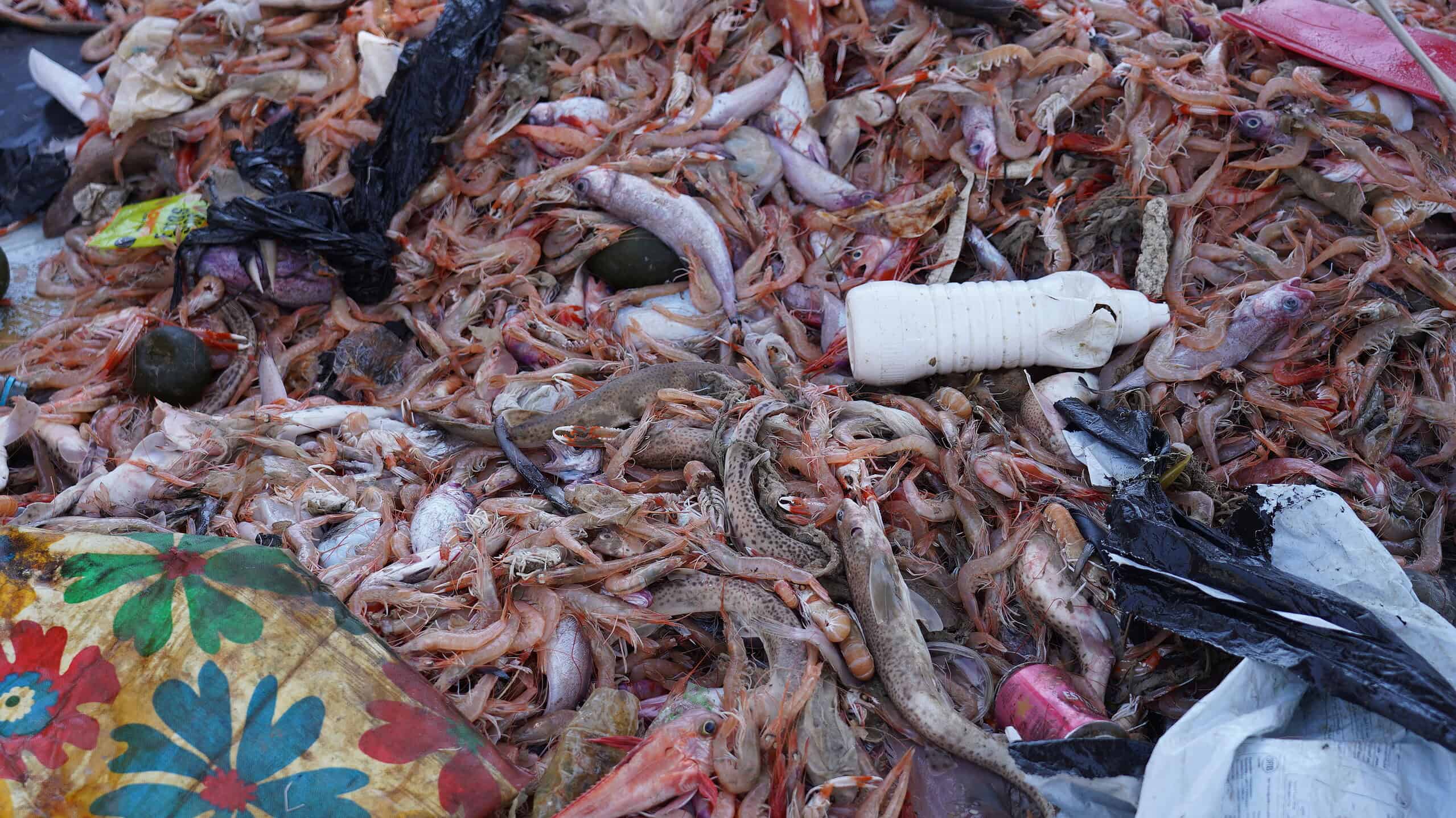 À Barcelone, les pêcheurs remontent presque autant de déchets que de poissons 1 DSC05820 scaled
